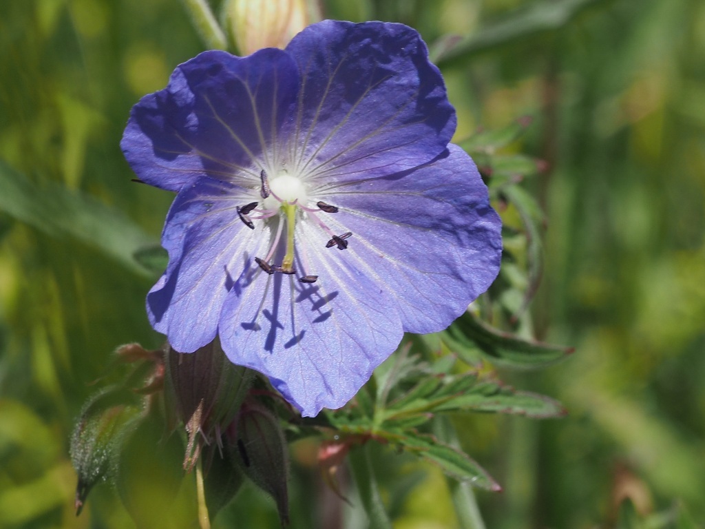 Close-up of Meadow Cranesbill
